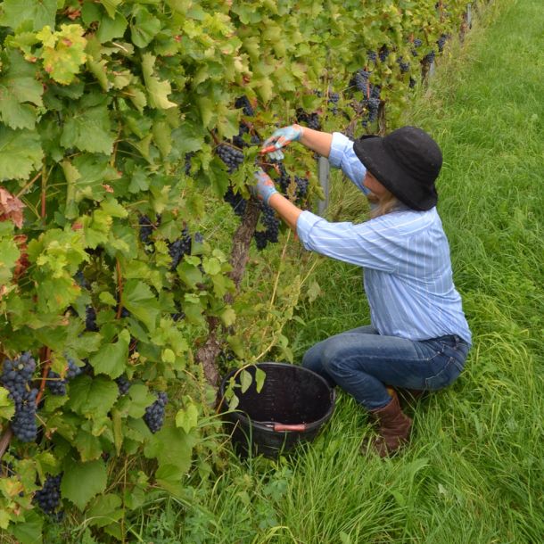 Handarbeit bei der Lese